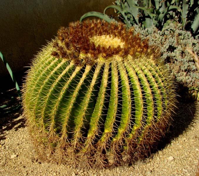 Echinocactus grusonii or Golden Barrel is by far the most widely distributed of these plants.