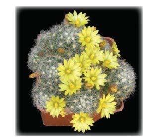 Mammillaria Clusters By: Tom Glavich Mammillaria is one of the larger genera in the Cactus family, and one of the most variable, with some members remaining as solitary columns for their entire