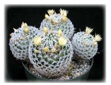 Although most Mammillaria are native to Mexico, some species in the genus can be found from Columbia to Kansas and California.