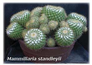 Those from the drier desert regions are also intolerant of continued damp, but can take considerable cold. With these restrictions aside, most Mammillaria are easy to grow.