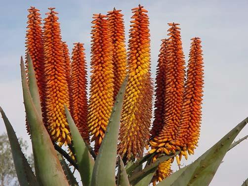 Aloe My favorite succulent plants are aloes. No other plant provides the garden presence of a majestic Aloe in bloom. They bloom when other plants suited for our climate are shivering in the cold.