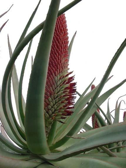 krapholiana or one of the many diminutive hybrids or a magnificent tree aloe such as A. dichotoma or A. ferox, the plants show the garden visitor an unmistakable Succulent Garden look.