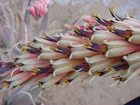 In particular, those from western South Africa and Namibia are in full bloom in the dead of our winter season.