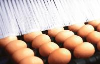 100 Egg Grader: Lower capacity 36,000 eggs per hour.