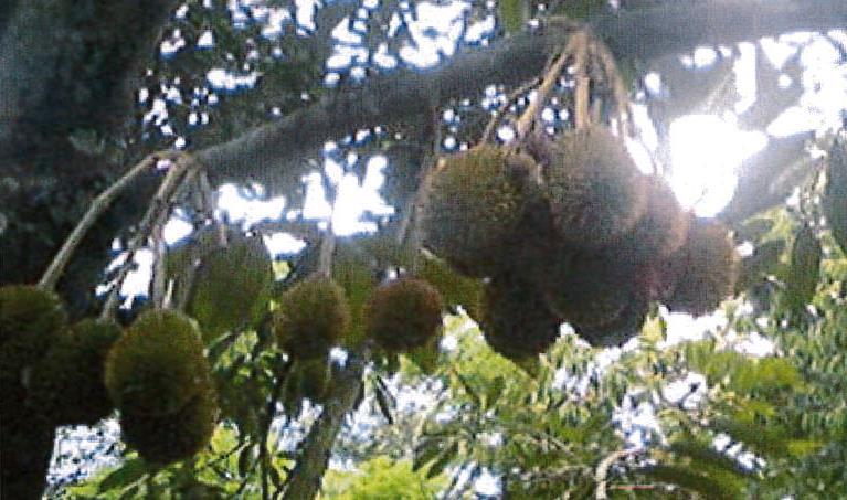 Photo 2 Durian in Philippines This Durian has NOT flowered for long time.
