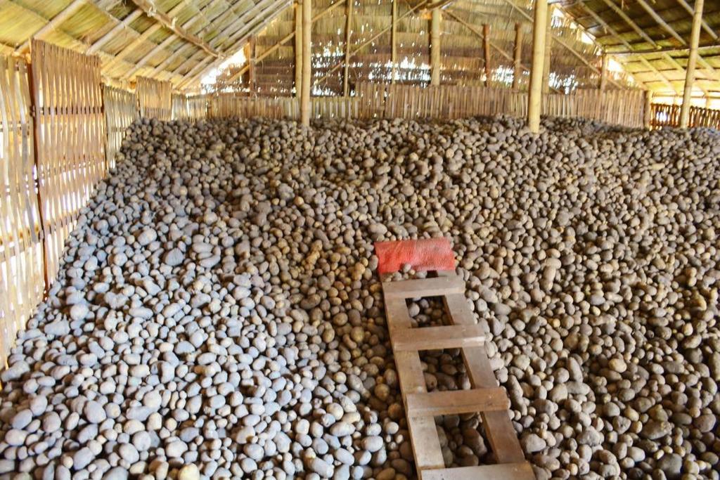 6. Effect of ORGAMIN DA, (Potato, Results in Myanmar) The yield of POTATO was doubled based on average year regardress bad climate condition in the testing period.
