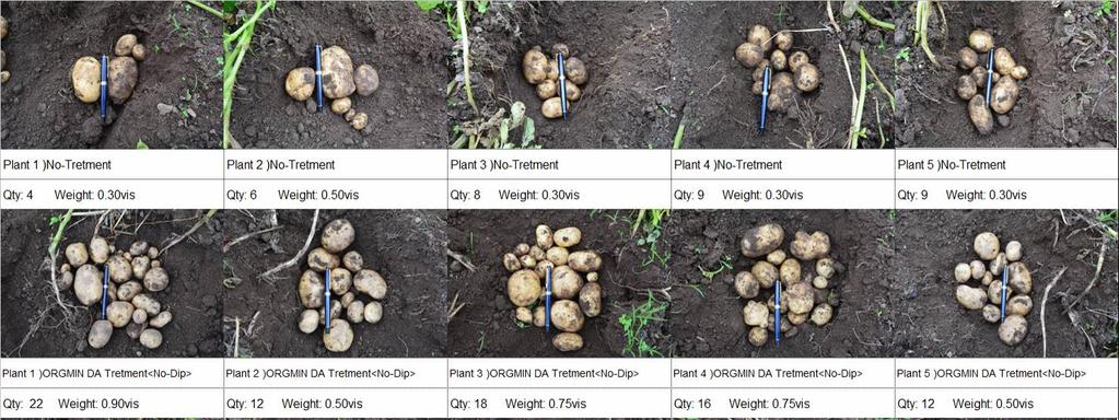6. Effect of ORGAMIN DA (Potato, Results in Myanmar) Upper photo:control Lower