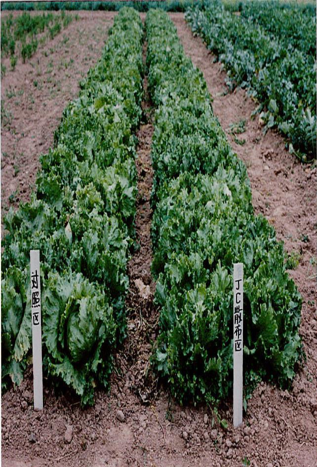 6. Effect of ORGAMIN (Lettuce, Results in Japan) Test area: AKITA agricultural test area Crops name: Lettuce Planted date: 1th April