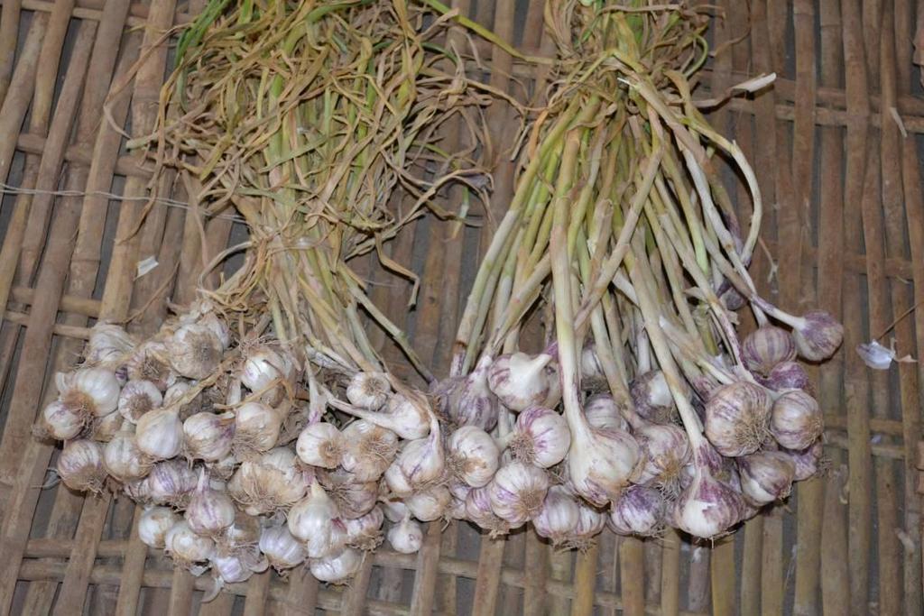 6. Effect of ORGAMIN DA (Garlic, Results in Myanmar) The garlic treated by ORGAMIN DA was bigger. The garlic were sold with better price in market. Approx.1.