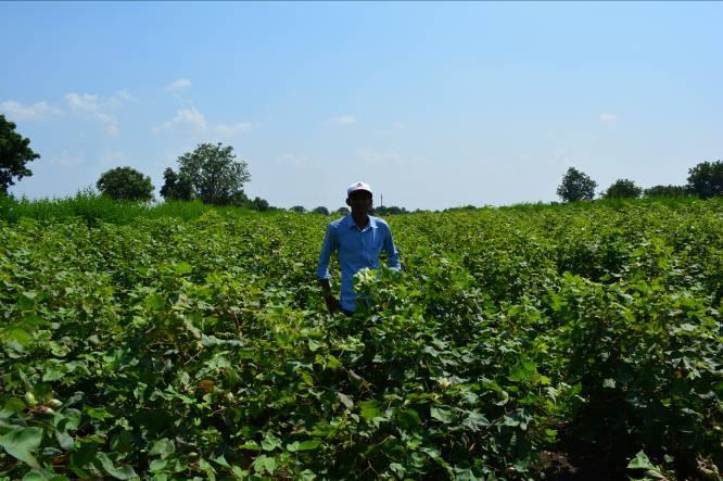 6. Effect of ORGAMIN DA (Cotton, Results in India) control