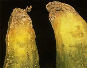 Rhizopus Soft Rot Rhizopus soft rot, caused by the fungus Rhizopus stolonifer, is a common postharvest cucumber disease.