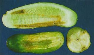 Figure 15. Bacterial spot of cucumber. Scab Scab, caused by the fungus Cladosporium cucumerinum, is a common postharvest decay that often begins prior to harvest and develops during storage.