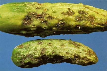 oozes through the lesions. The incidence of scab can be reduced by following good pre-harvest sanitation practices and storing the fruit at 10 C (50 F).