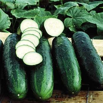 Harvest Maturity Indices Cucumbers should be harvested at an immature stage, near full size but before the seeds fully enlarge.