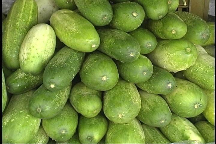 The cucumber fruit grows rapidly to harvest size and picking the fruit as soon as they reach marketable size will maintain the vitality and productive capacity of the plant.