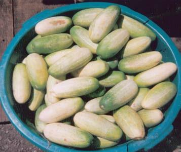 Waxing Cucumbers are often treated with a food-grade liquid wax after grading.