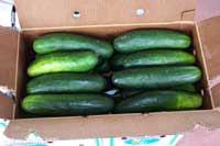 Figure 9. Cucumbers packed in fiberboard carton (24-count) for export. Temperature Management The optimum temperature for storage and transport of cucumbers is 10 C (50 F).