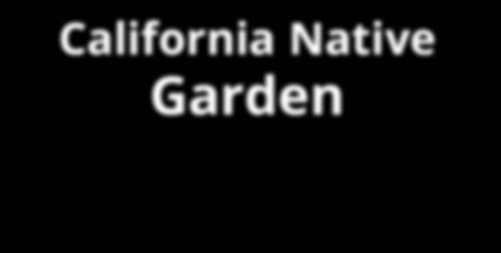 Eschscholzia californica California Poppy 6.