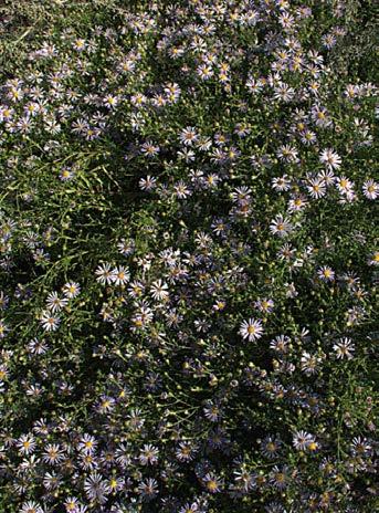 Many lavender daisy flowers appear