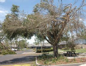 Photo courtesy of Norm Easey 2# 2$ 2% Figure 2# Use reduction cuts on clumped trees to reduce the weight of each tree, especially leaning ones.