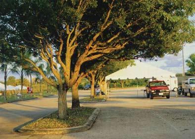 One of the most common defects in planted trees is formation of large, low limbs.