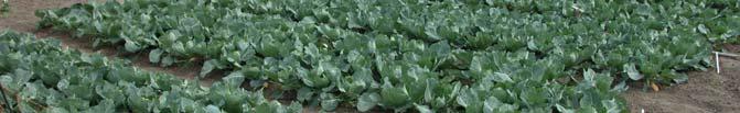 Cabbage: Plants raised in all three treatments (with and without supplementary feed) six weeks after planting out in the field, 1 st August