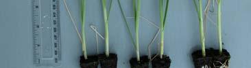 Leek: Plants raised in all three treatments (with and