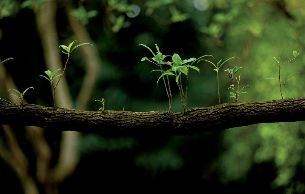 Nature revealed Life grows, ready to flourish.