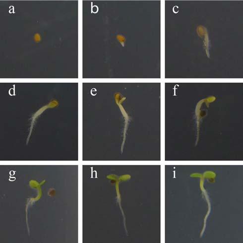 Figure 3: Arabidopsis stages of seed germination and seedling development This image is reproduced as a courtesy and with a permission of Dr.