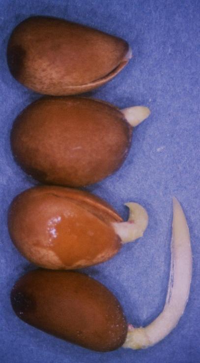 Germination Germination is not a population characteristic Varies by individual year (some may always be low) Seed abortion factors compound starts with pollination success Varies by type and extent