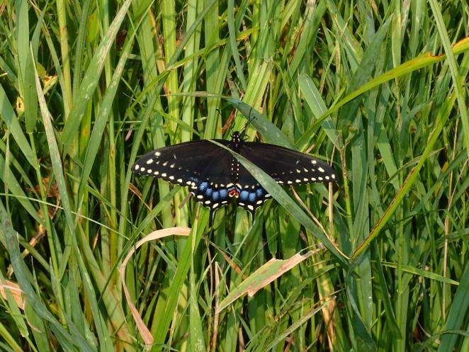 4.3.1 Terrestrial Environment Black Swallowtail Eastern Gartersnake Spotted Joe Pye Weed A total of 13 vegetation communities were delineated within the study area, 7 of which make up a portion of