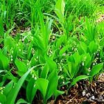 Convallaria majalis, commonly called lily of the valley, is a low growing perennial about ½ to 1 foot tall. It spreads by rhizomes and is hardy to zone 3.