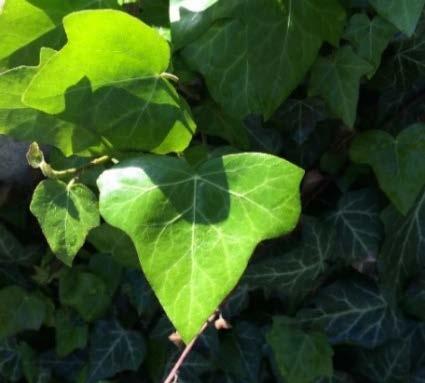 It is hardy to zone 4 and grown for its vine-like or groundcover foliage. It rarely produces inconspicuous green-white flowers. 8.