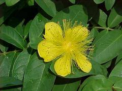 John s wort Lamiastrum galeobdolon, commonly called yellow archangel, is a mounding herbaceous perennial that grows to 1 to 1 ½ feet tall and wide and is hardy to