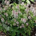 15. Tiarella cordifolia / Foamflower Tiarella cordifolia, commonly called foamflower, is a clumping herbaceous perennial that grows to 1 foot tall by 1 to 2 feet wide and is hardy to zone 4.
