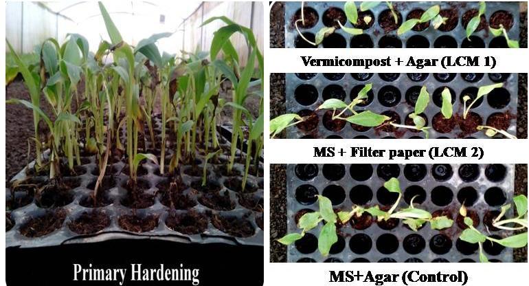 hardening of plantlets