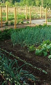 Crop Rotation Avoid planting crops in the same family in the same location year after year