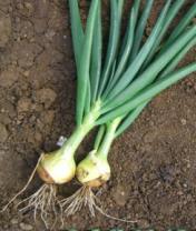 Alliums (Onion Family) Onions, garlic, leeks, scallions Carrot