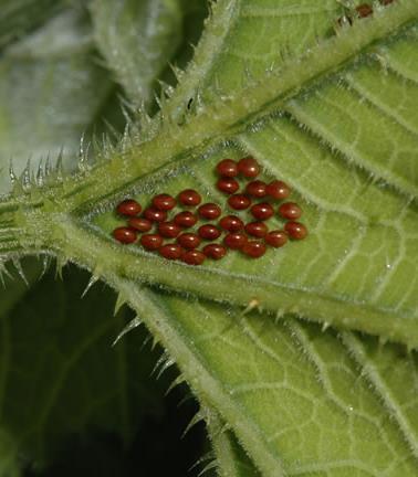 Handpicking Inspect plants for egg clusters and insect pests Squish or