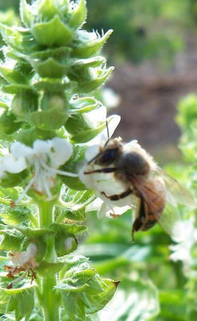 pollinators Organic insecticides are less harmful because they
