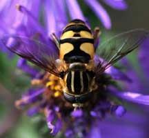 Hover Fly adults look like bees or wasps Learn to recognize all life stages