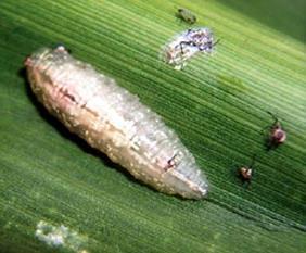 may build up to damaging levels before beneficials provide effective control