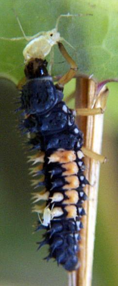 larva feed on
