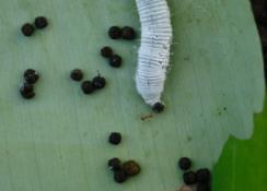 Wireworms, cutworms
