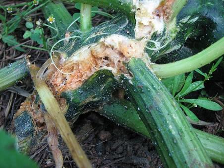 Chewing insect feeds inside squash vines 2 generations: May/June and