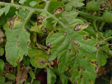 Foliage Diseases Leaf Spots
