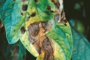 diseases, particularly powdery mildew Only foliage diseases
