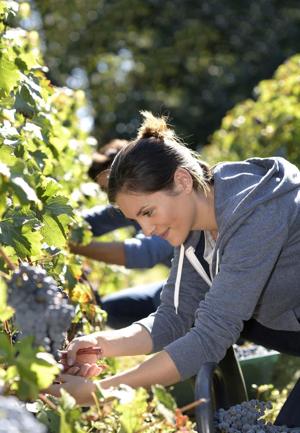 Wineries risk management guide Helping our customers
