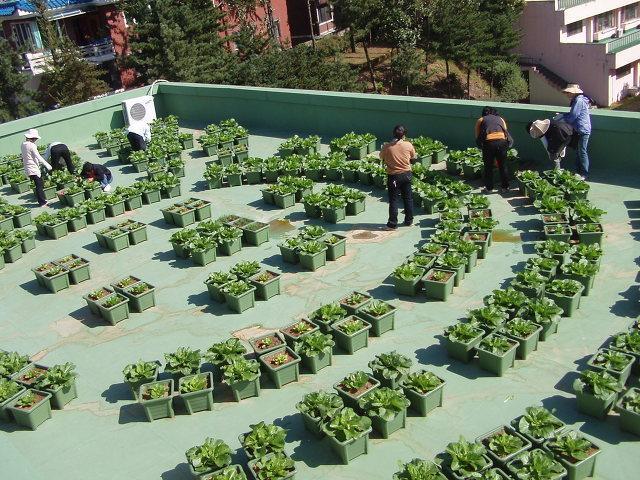 Container Garden on Rooftop