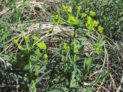 For optimum leafy spurge control, proper timing of herbicide application is imperative.